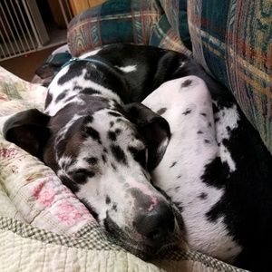 Meet your Posher, Shane